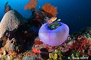 Amphiprion perid-Taenianotus triacanthus Poisson feuille scorpion Moga Island Inner pinacle-29m-20180530-Denis-ADER-DSC_2145_tn